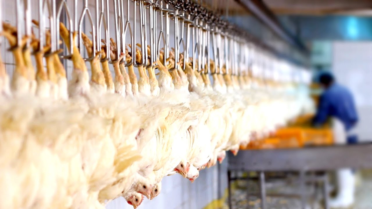 Whole Foods to Phase Out Cruel Chicken Slaughter Practices